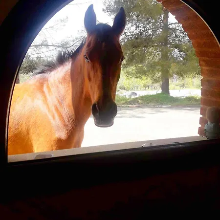 Il Sogno Sardo Pimentel